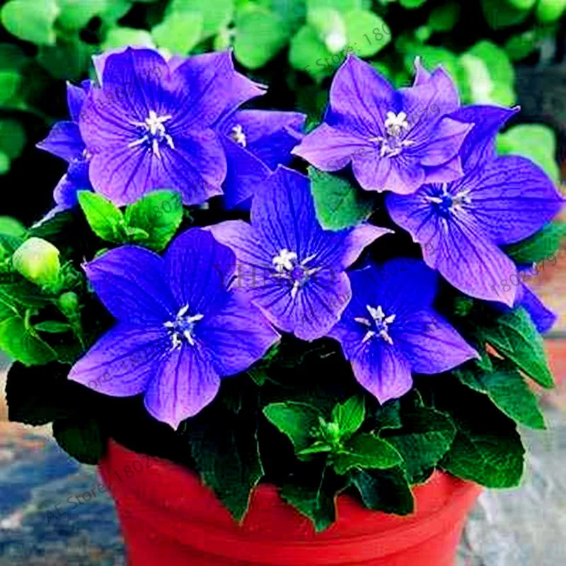 105 шт./уп. Campanulaceae Цветочный бонсай, редкие ограниченной горшечные растения для дома и сада, внутреннего и наружного использования легко растить - Цвет: 6