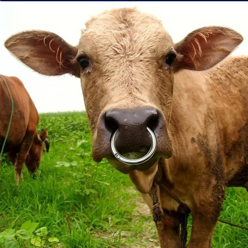 Large Stainless Steel Nose Ring for Cows - Bull Cow Husbandry Accessory with Cattle Traction and Big Circle image 5
