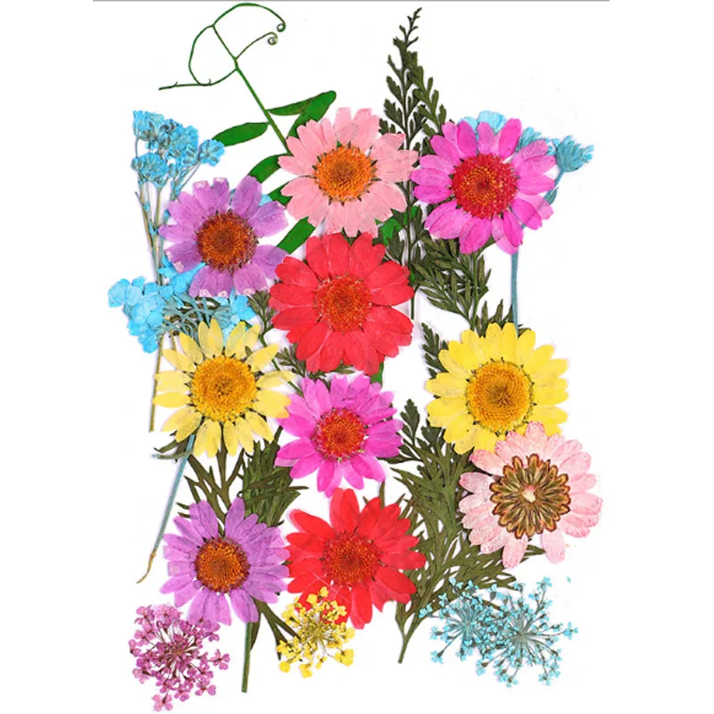 Высокое качество Популярные Лидер продаж мини Bloemen засушенные цветы небольшой "сделай сам" сохранить букет 25 шт./пакет прессованные цветы украшения дома