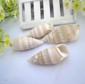 

Philippine natural conch shells 4 cm white seashells