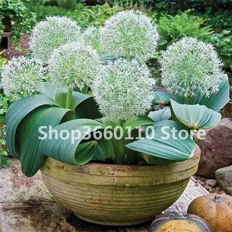 100 шт./упак. Seedsplants Giant Allium Giganteum красивый цветок-бонсай садовое растение в уровень почкования 95% редкий цветок для малыша