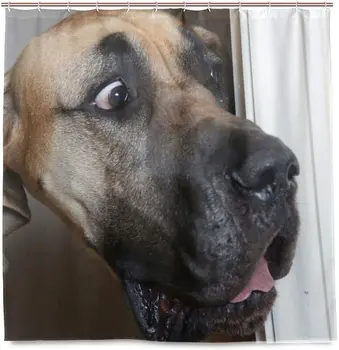 

Animal Great Dane Dogs Funny Shower Curtain Astonished Labrador Staring At Your Naked Body Bathroom Curtain Decor With 12 Hooks