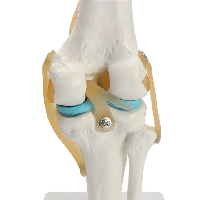 1:1Human Skeleton Knee Joint with Ligaments Model Anatomy Models Medical Science Teaching Supplies