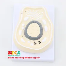 Митоз биологические клетки опосредованное разделение хромосомы модель обучения медицине Mdwxb002