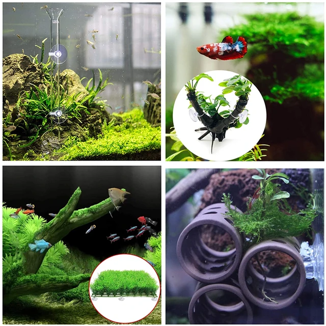 Saugnapf Clip Klemme Halter Clips Display Werbung runde Klemmen Tassen  Business Zeichen Papier Dusche Aquarium Haken stehen - AliExpress