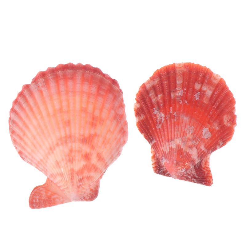 20Pcs Colorful Natural Seashells Decor Scallop Shells Crafts Decor Ornament