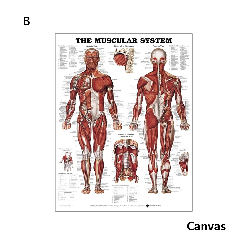 Высококачественная Мышечная система анатомии человека медицинские Обучающие фигурки мускулы бицепс вечерние капризные фоновые плакаты настенные наклейки - Цвет: B