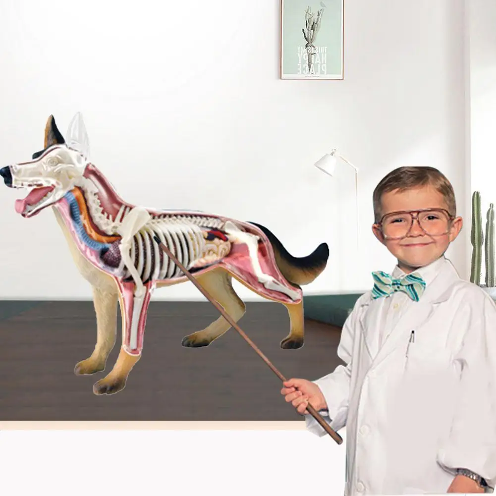 

4D Vision Dog Model Toy Veterinarian Kit Puzzle Assembly Toy Biological Educational Anatomy Toys For Kids Children