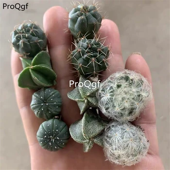 

Ngryise 5Pcs A Set random succulent
