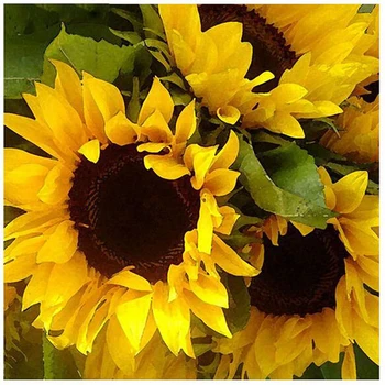 

5D Diamond Embroidery Paintings Rhinestone Pasted Diy Diamond Painting Cross Stitch sunflower Diamond Mosaic Room Decor