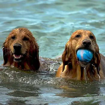 

Wickedball 2020 New Interactive Pet Toy Smart Pet Bfall Dog Ball Cat Ball the Wicked ball Water Version