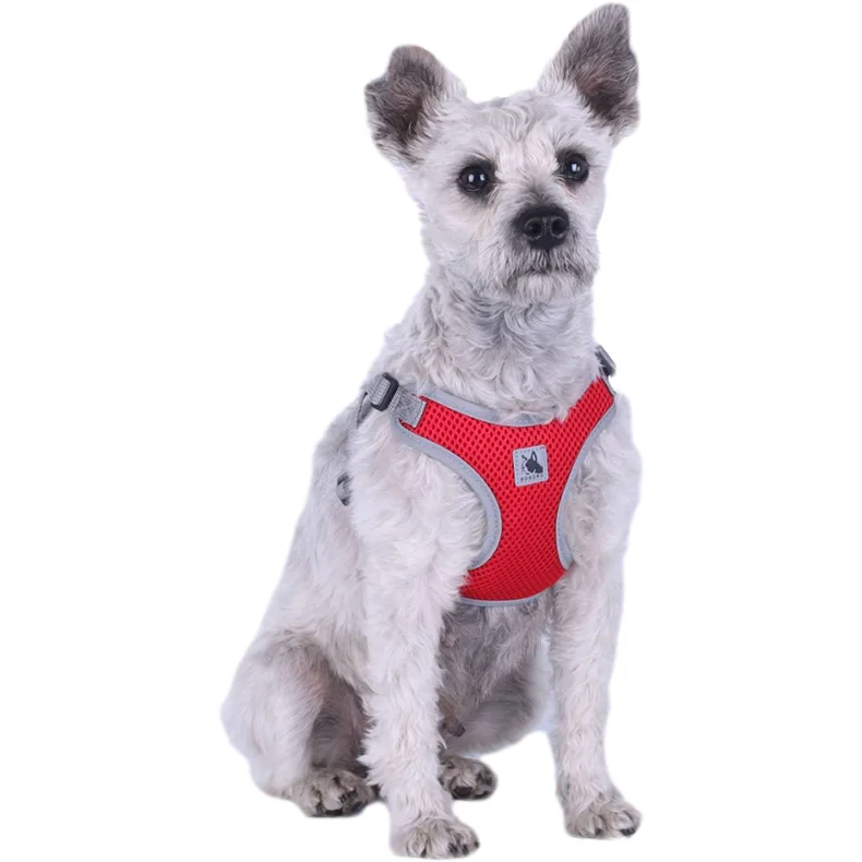 dog harness for boston terrier