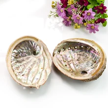 Ракушки из натуральных морских ракушек, 11-12 см Ракушки из натуральных морских ракушек, 11-12 см