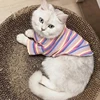 Colorful Stripe Sphynx Cat Vest Shirt for Small Cats Katten Kedi Cotton Puppy Dog Pet Clothes mascotas Clothing ropa para gatos 6
