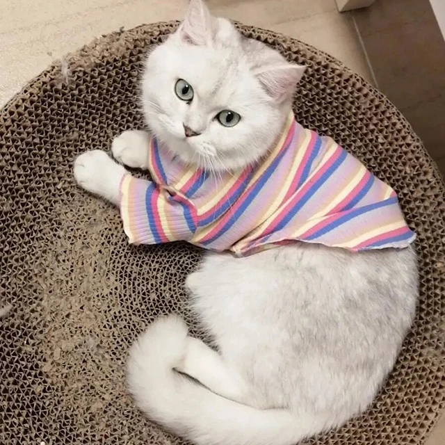 Colorful Stripe Sphynx Cat Vest Shirt for Small Cats Katten Kedi Cotton Puppy Dog Pet Clothes mascotas Clothing ropa para gatos 6