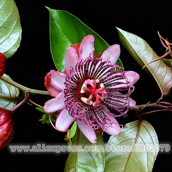 Genuine 100 PCS Passiflora Ambigua plantas,Bonsai Rare Flower flores, Perennial Outdoor Potted plants for Home& Garden