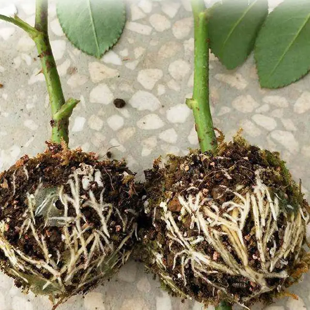 Növényi Nagynyomású Tenyészgolyó Nagy Közepes És Kis Fák Oltó Gyökérzetű Eszköz Mezőgazdasági Kertészeti Ültetési Készletek - Image 6