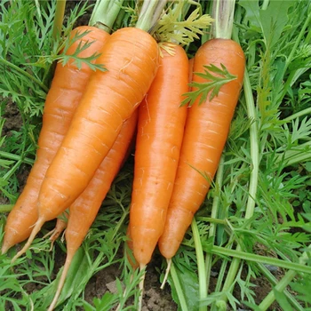 

100pcs Carrot Seeds Sower Vegetable Fruit Grow Seedling Garden Supplies