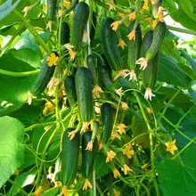 Не упустите предложение! 100 шт./пакет Мини огурец карликовые деревья, органических растений овощи для использования на природе, растения для дома и сада зеленый съедобный пищевой план