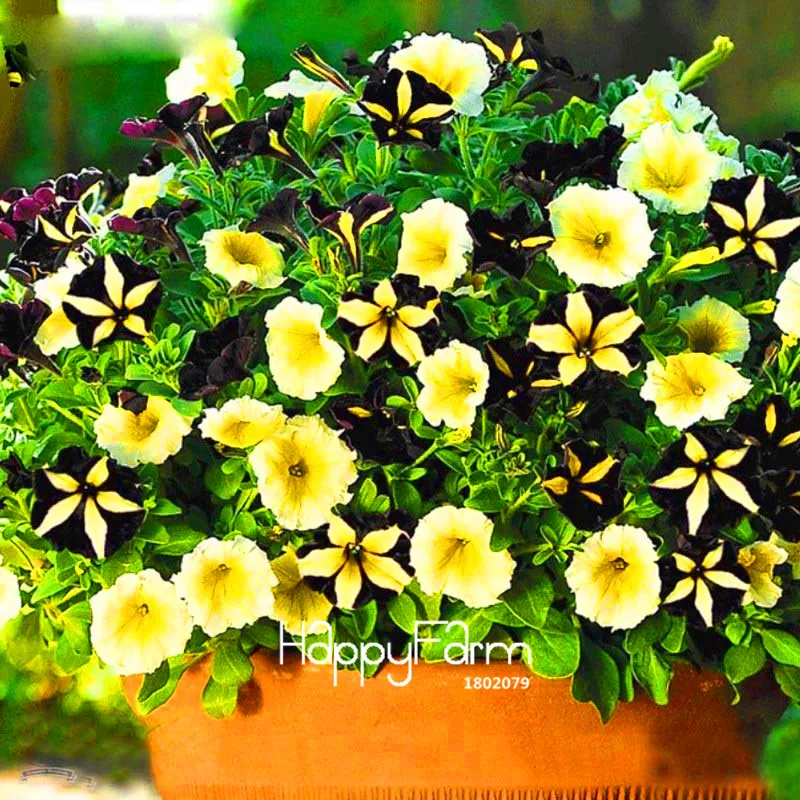 Hot Sale! 100 Pcs/Bag Black Color Star Petunia Plants Garden And Patio Potted Plant Morning Glory Flowers Bonsai