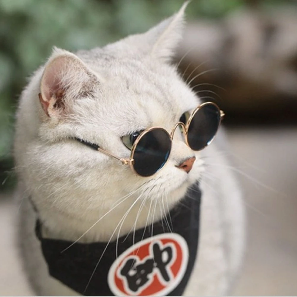 1PC Lovely Pet Cat Glasses Dog Products For Little Eye-wear Protection Sunglasses Photos Accessories | Дом и сад