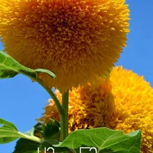 Новое поступление! Teddy Bear Подсолнухи растения балкон в горшках бонсай дерево цветок floresling Easy plant 10 шт./упак.,# MCUYLI