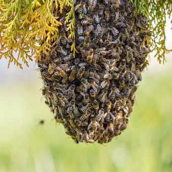 

100ml Swarm Commander Premium Lure Bait Honey Bee Hive Beekeeping Trap Tool Beekeeping Tools
