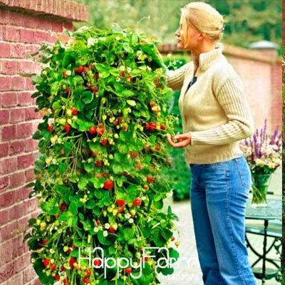 Promotion!100 PCS Tree Climbing Strawberry bonsai Courtyard Garden With Fruit and Vegetable plant Potted,#HWZRHO