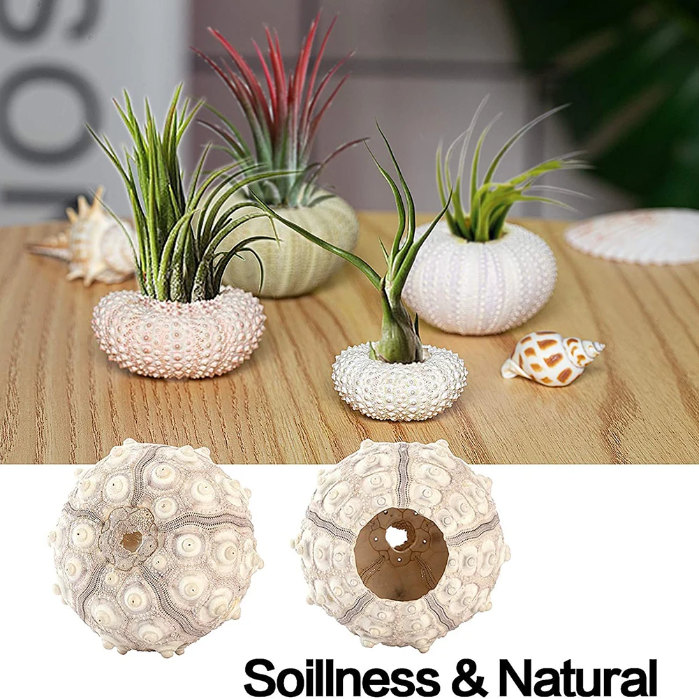 Natural Shells Conch Coquillage Sea Urchin Air Pineapple Aquarium Home Marine Beach Bonsai Mediterranean Seashells Craft natural shell ornaments