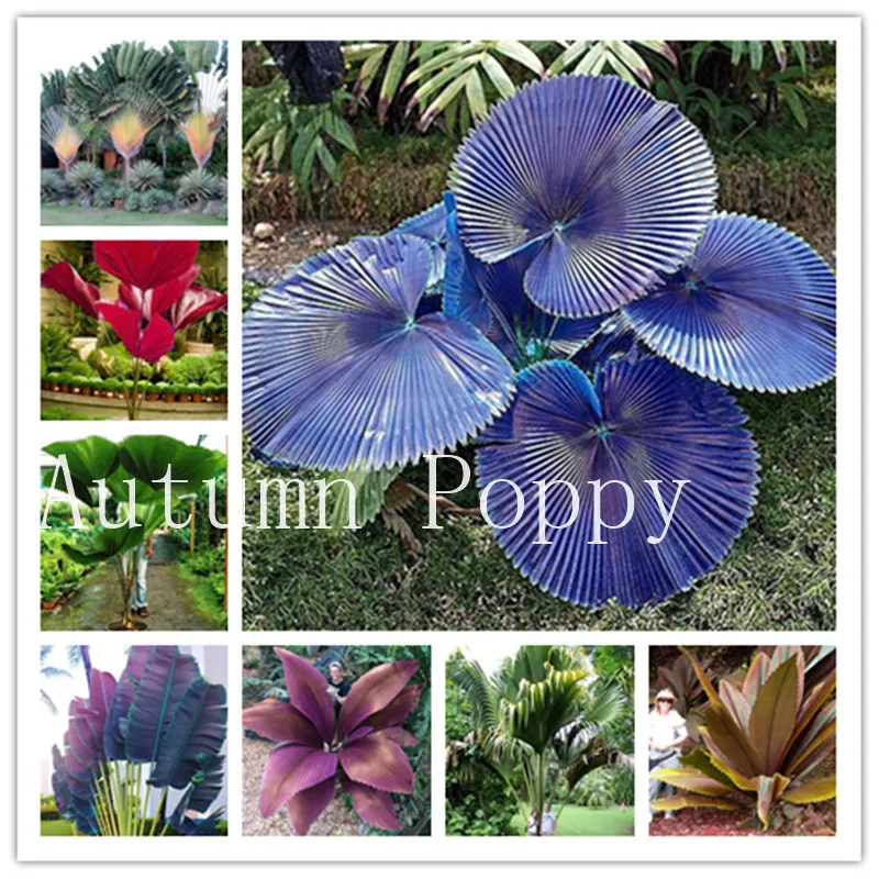 

20 Pcs Bottle Palm Tree Bonsai, Exotic Tree Turtle Flores Tropical Ornamental Plant Bonsai For Home Garden Four Seasons Decor