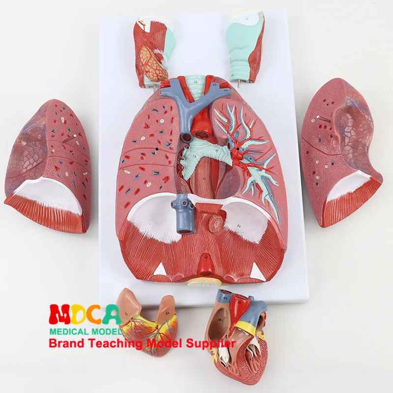 

Respiratory System Model Respiratory Tract Laryngeal Lung Heart Human Organs Anatomical Model Medicine Teaching Mhxxt003