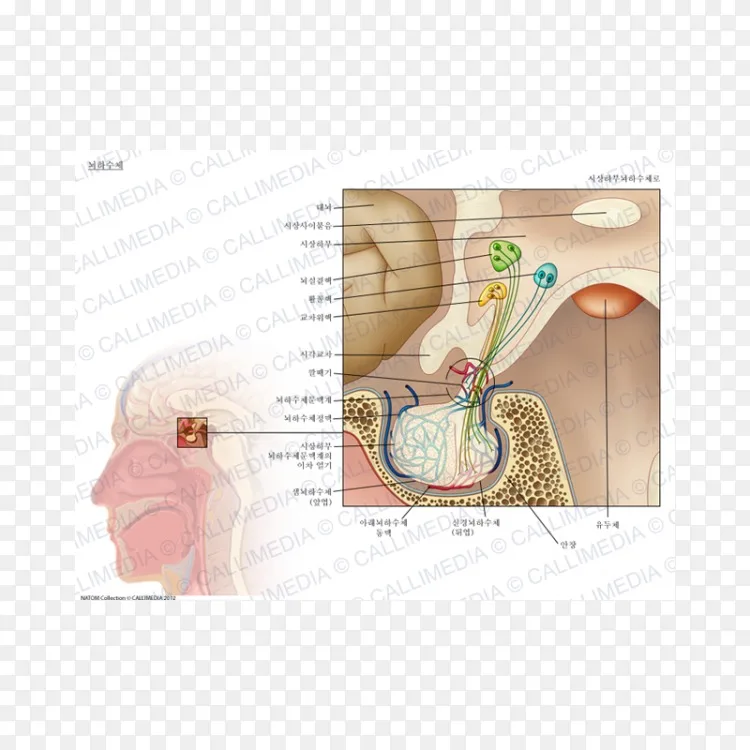垂体门脉系统解剖内分泌系统 垂体png图片素材免费下载 图片编号 Png素材网 垂体门脉系统解剖内分泌系统 垂体png图片素材免费下载 图片编号 Png素材网