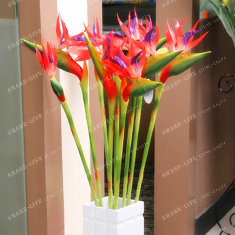 Комнатное растение в горшке, цветок апельсина Strelitzia Reginae, бонсай, райская птица, бонсай, jadim Bonsai Sementes, 100 шт, домашний сад