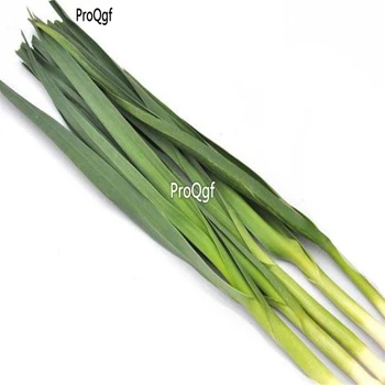 

Ngryise 6000Pcs A Set Allium sativum