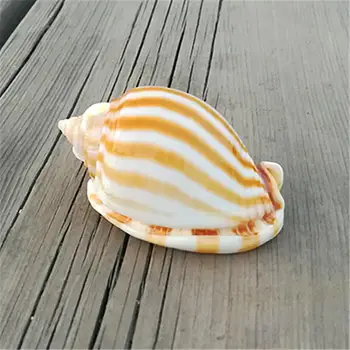 

5pcs per lot Natural conch shell fish shell hermit crab shell fish tank aquarium replace creative landscaping ornaments