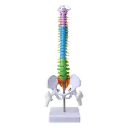 45 см съемная модель позвоночника человека позвоночника поясничная кривая анатомический медицинский инструмент обучения