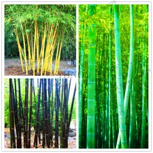 20 шт красочные бамбуковые бонсай китайские Редкие растения, многолетние декоративные растения