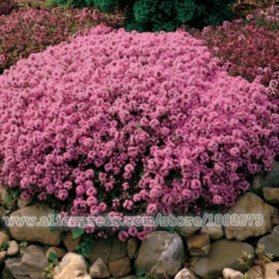 Новое домашнее садовое растение 400 шт. настоящий Thymus Serpyllum волшебный ковер ползучий Тимьян наземное покрытие травяные плантации, бонсай цветок P