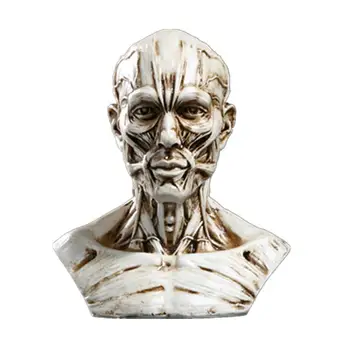 

Resin Imitation Human Head Muscular System Model Simulated Head Muscle Structure Decoration Display Decorative Gift