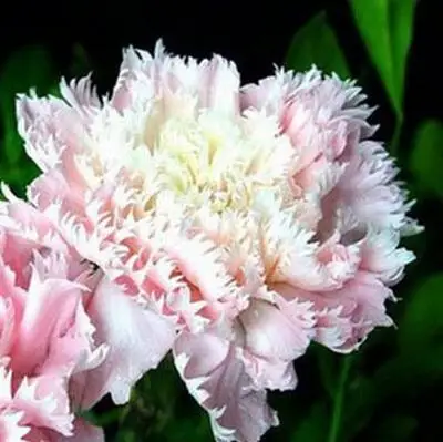 14 500 шт Dianthus caryophyllus 'Giant Chabaud Mixed' дикая Гвоздика домашний сад - Цвет: 14