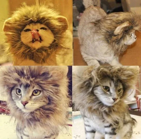 cat 2