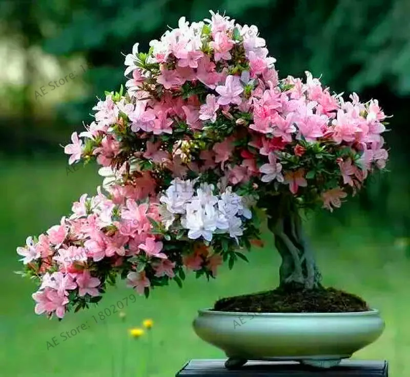 Большая распродажа! 10 шт. японские растения сакуры восточные цветения вишни Цветочные бонсай растения для дома и сада,# T5PDS2