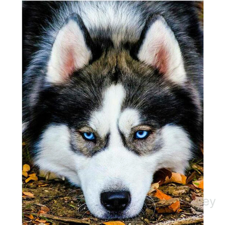 

LZAIQIZG Official Store Diamond Painting Animal Husky Dog Diamond Embroidery Full Set Diamond Mosaic Rhinestone Decorations