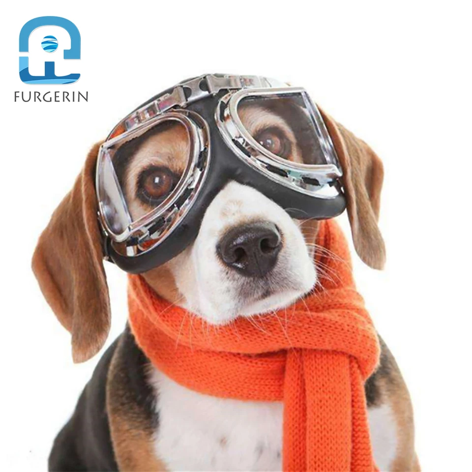 red dog sunglasses