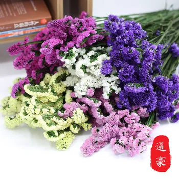 

Forget-Me-Not Dried Flowers Bouquet Eternal Dry Naturally Real Flowers Color Wholesale DIY Floral Flower Decoration