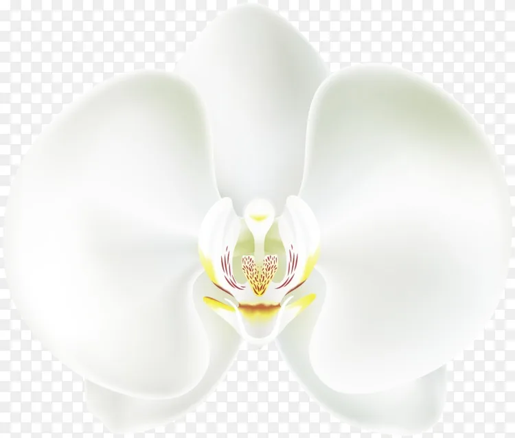 飞蛾兰花白耳壁纸 白兰花png剪贴画png图片素材免费下载 图片编号 Png素材网