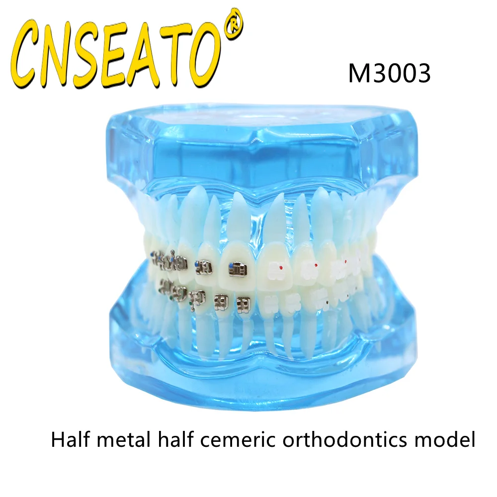 Dental Adult Typodont Demonstration Teeth Model Orthodontic Model Teeth Teach Study Model with Brackets Dental Adult Typodont Demonstration Teeth Model Orthodontic Model Teeth Teach Study Model with Brackets