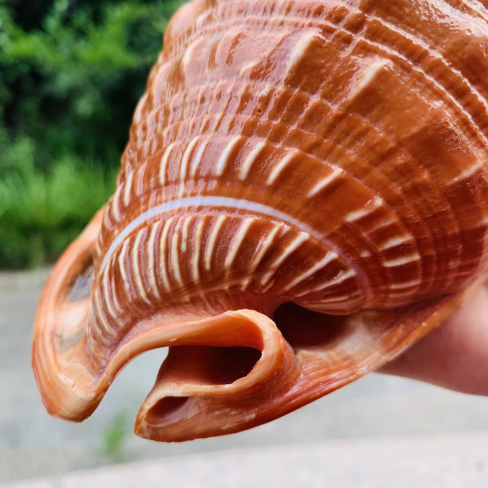 Natural Big Sea Shells Snail Wanbao Conch Nautical Home Decor Beach Wedding Decorations Collectibles Specimen Aquarium Landscape
