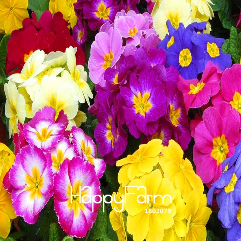 Новинка! 100 шт., европейские растения Primula malacoides, примулы, редкие бонсай, цветочные цветы для дома и сада, уличные растения