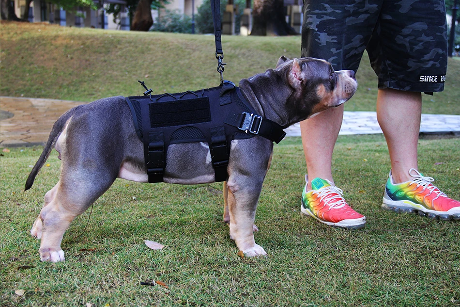 Laser Dog vest (13)